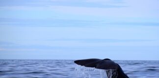 Jaką grubość łańcuszka wybrać?