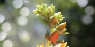 Jak zrobić koronę na wesele?