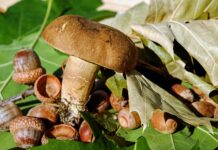 Czy filc można szyć na maszynie? Czy filc można szyć na maszynie?