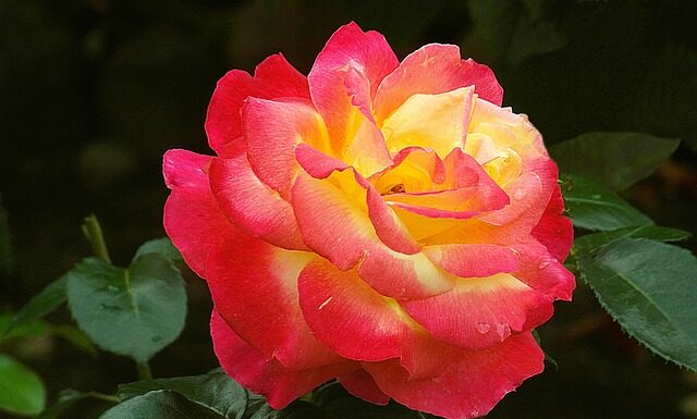 Co dać w podziękowaniu? Co dać w podziękowaniu?