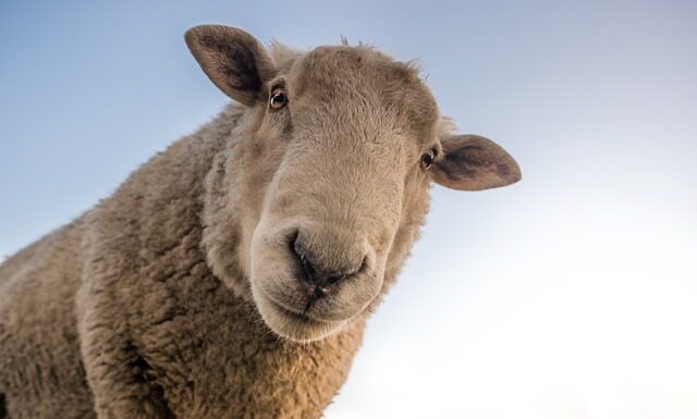 Jaka wełna na zimę?