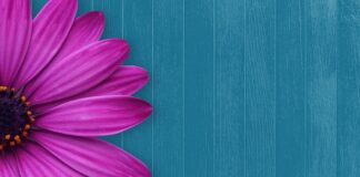 Jakie cukierki dla gości?