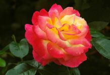 Jak napisać podziękowanie za pyszny obiad? Jak napisać podziękowanie za pyszny obiad?