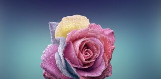 Czym się różni Tobi 1 od 2?